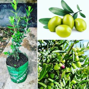 জয়তুন বিজ