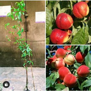 পিচ ফল বিজ