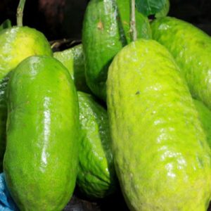 জারা লেবু