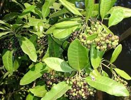 অলস্পাইস