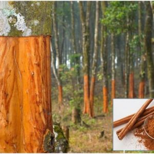 দারুচিনি