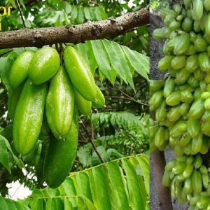 বিলম্বী