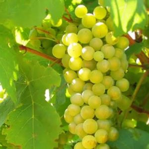 আঙুর সাদা