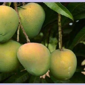 হাড়ি ভাঙা