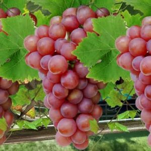 মিষ্টি লাল আঙুর