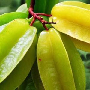 মিষ্টি কামরাঙা (মাঝারি)