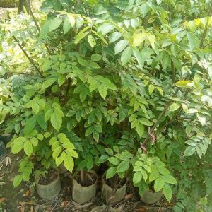 কামরাঙা দেশি