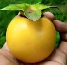 বিলাতি গাব