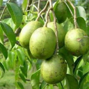 আমড়া দেশি টক