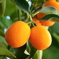 সুইট লেমন