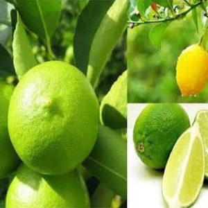 সিডলেস লেবু