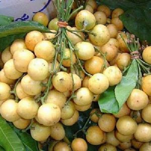 লটকন কলম