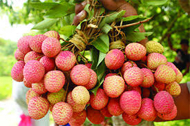 মোজাফফর লিচু