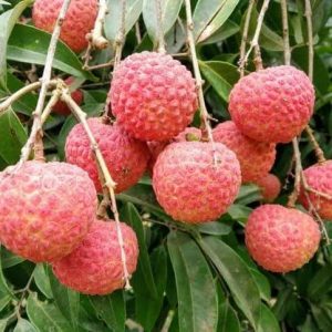 চাইনা ৩ লিচু