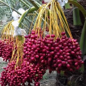 মরিয়ম খেজুর