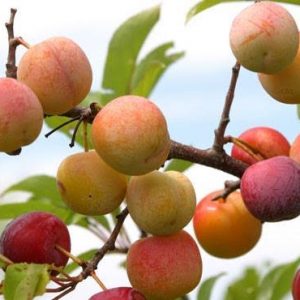 আপেল কুল