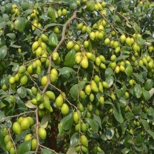 নারিকেলি কুল