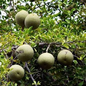 বারোমাসি কতবেল