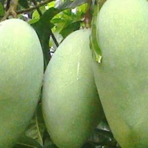 চন্দমল্লিকা