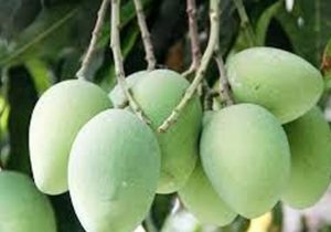 ৩ ট্রেস্ট আম