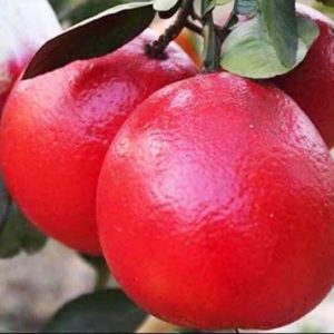 লাল জাম্বুরা