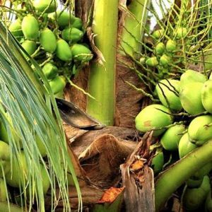 নারিকেল দেশি