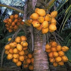 বংগপ্রদ্ধায় নারিকেল