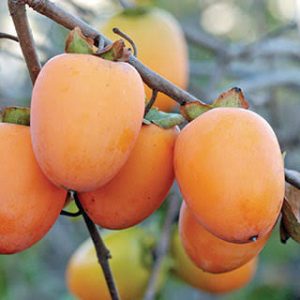 পার্সিমন কলম