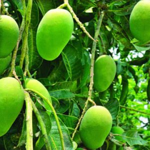 বারি-১১ আম