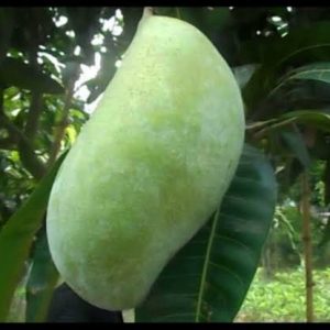 ব্রুনাই কিং