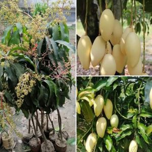 ডকমাই আম