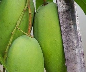 কিউজাই আম