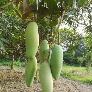 ব্যনানা মাংগো