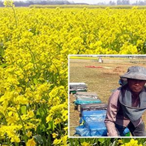 সরিষা ফুলের মধু ( ১ কেজি)