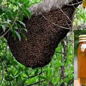 চাকের মধু( ১কেজি)