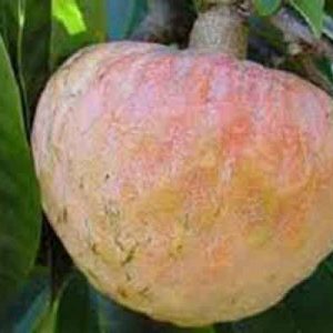 দেশি আতাফল