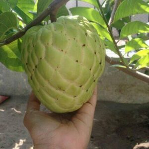 থাই শরিফা