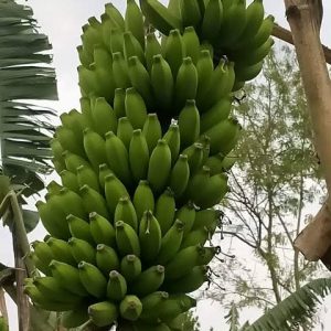 চাপা কলা