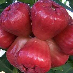 লাল জামরুল