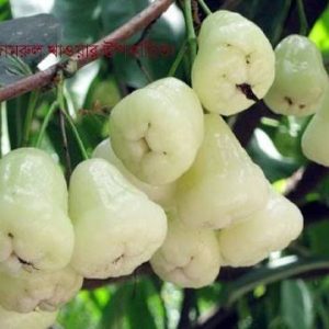 সাদা জামরুল