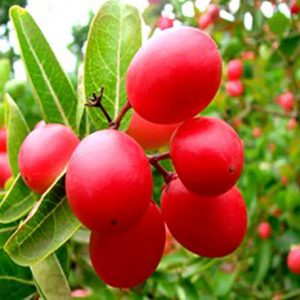 দেশি করমচা