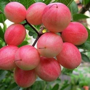 থাই মিষ্টি করমচা