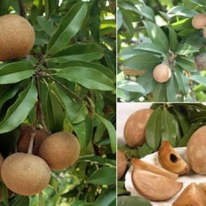 থাই ছবেদা