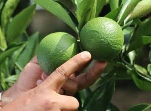 মাল্টা বারি-১