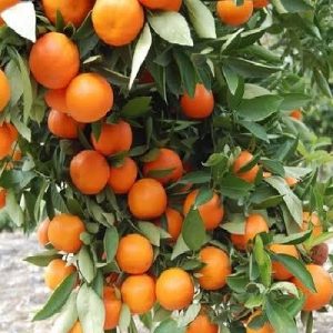 চাইনা কমলা