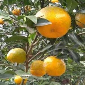 ছাতক কমলা