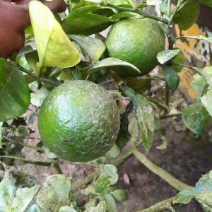 নাগপুরি কমলা