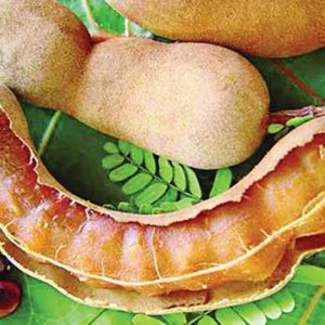 টক দেশি তেতুল