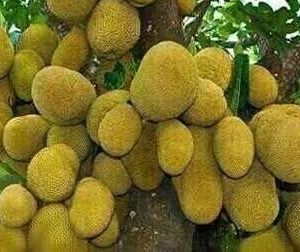 দেশি কাঁঠাল