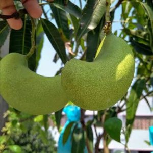 হানিডিউ আম